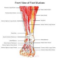 Tendon sheaths the tendon sheaths are tubes filled with lubricating fluid through which the tendons glide. Pin On To Know