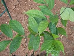 Image result for Salacia stuhlmanniana