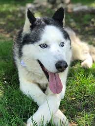 Adopt Ray Charles On Petfinder Siberian Husky Rescue Siberian Husky Dog Husky Rescue