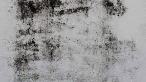 How to Clean Black Mold | Maid Sailors