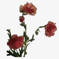 Aesthetic, pink sketch transparent background png clipart. Orange Flower Png Png Download Transparent Orange Flower Png Png Images For Free Page 9 Nicepng