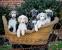Puppy Short Hair Afghan Hound