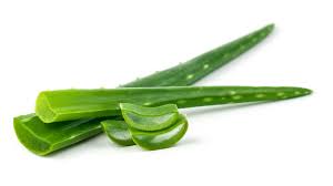 Image result for aloe