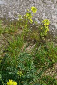 Image result for Erucastrum