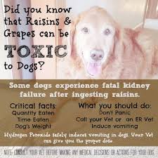 Why Dogs Shouldn T Eat Raisins Dog Weight Dogs Pet Care Tips