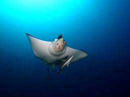 Eagle rays feed on mollusks and crustaceans, crushing their shells with their flattened teeth. Manta Ray Stock Photos And Images 123rf