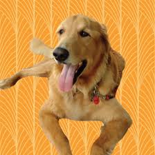 It is a process that can vary from a few days to several months depending on the circumstances. 4 Pawsome Breed Specific Dog Rescue Organizations In Houston Houstonia Magazine