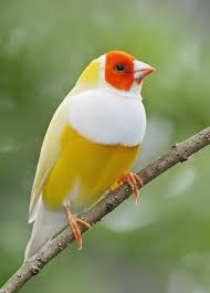 Pretty Birds Dreamy Nature Beautiful Birds Colorful Birds Pretty Birds