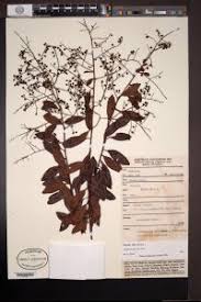 Image result for Embelia libeniana