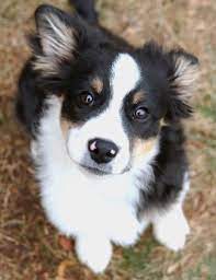 Divine Moment Of Facts Dogs Australian Shepherd Dog Breath