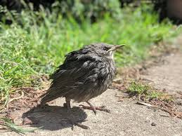 Baby Blackbird Help Hello Chat The Rspb Community