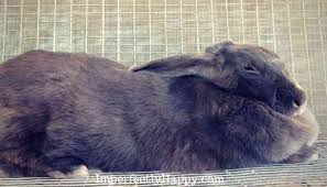 For the backyard meat rabbit enterprise, purebred or fancy stock may not produce as well as the commercial rabbit, so you probably should not use them for meat purposes. Top 10 Meat Rabbits The Imperfectly Happy Home