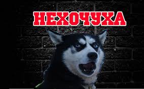 haski ne hochet gulyat nehochuha haski pojdem buden