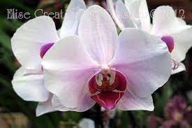 White Moth Orchid 3 Moth Orchid Orchids Flower Quotes