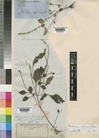 Image result for Platostoma africanum