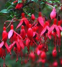 Pin On Flowering Shrubs