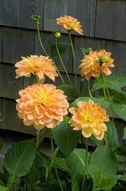 Pin On Dahlias