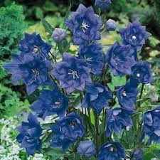Find delphinium seeds and plants that color the landscape with regal shades of blue, purple, or white perennial flowers at burpee. Balloon Flower Hakone Double Blue Perennial Flower Garden Seeds Garden Flowers Perennials Balloon Flowers Flower Garden