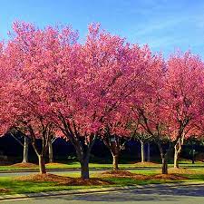 Okame japanese flowering cherry tree. Live Japanese Okame Cherry Blossom Tree