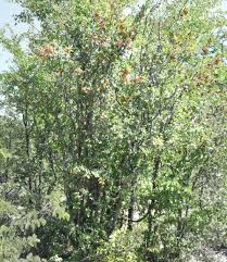 Image result for Combretum collinum