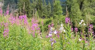 Meno vistosi, ma ugualmente scenografici, i fiori di campo bianchi sono anche i più profumati. Nei Prati Di Montagna Terra Delle Fate