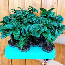 Image result for Zamiokulkas Zamioculcas