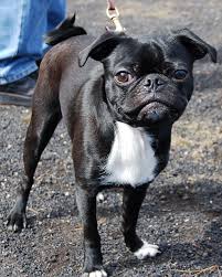 Maybe you would like to learn more about one of these? Bugg Dog Boston Terrier Pug Mix Info Temperament Training Puppies Pictures