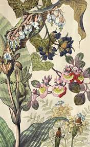 We did not find results for: Japanese Fantasy Flowers These Colourful Art Deco Floral Images Are Fine Art Giclee Reproductions Of Original De Colorful Art Botanical Drawings Botanical Art