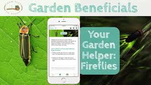 We did not find results for: Critters How Fireflies Help Your Garden How To Attract Them From Seed To Spoon Vegetable Garden Planner Mobile App