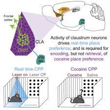 If you didn't receive the items you bought, what should you do? Claustral Neurons Projecting To Frontal Cortex Mediate Contextual Association Of Reward Sciencedirect