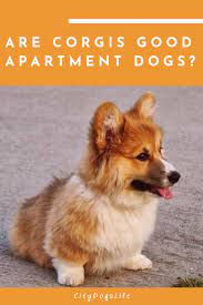 Are Corgis Good Apartment Dogs Best Apartment Dogs Apartment Dogs Corgi
