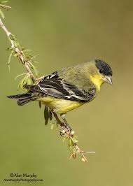 Lesser Goldfinch In 2020 Yellow Finch Beautiful Birds Goldfinch