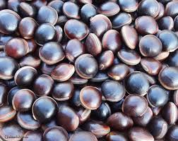 Image result for Macropsychanthus