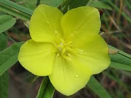 Image result for Melhania prostrata