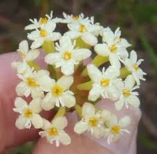 Image result for Gnidia usafuae