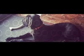 Check spelling or type a new query. Forever Friends Great Dane Rescue Inc