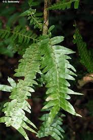 Image result for Arthropteris