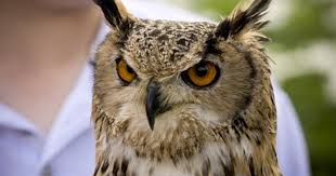 How do i change the management information for a corporation or llc? Animals Extinct In Uk Extinct And Endangered Species And Japan As A Biodiversity Although We Prefer Animals To Be Left In The Wild Today Scientists Can Use The Information