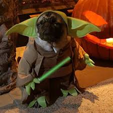 Geeky Animals In Star Wars Costumes Photo Dog Costumes Funny Pugs In Costume Dog Halloween
