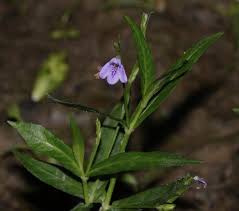 Image result for Justicia phyllostachys