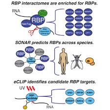 sonar discovers rna binding proteins from analysis of large