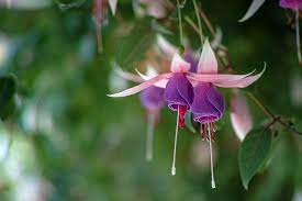 Ladies Eardrops Flower Seeds Fuchsia Flowers Garden Plant Pots