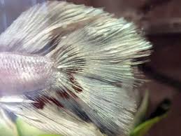 If your fish has ragged fins or tail, it could be fin rot. Fish Fin Rot Fish Disease