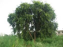 Image result for Dalbergia sissoo