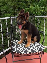 This social and precious german shepherd puppy will make a great cuddle buddy! German Shepherd Puppies Ky Home Facebook