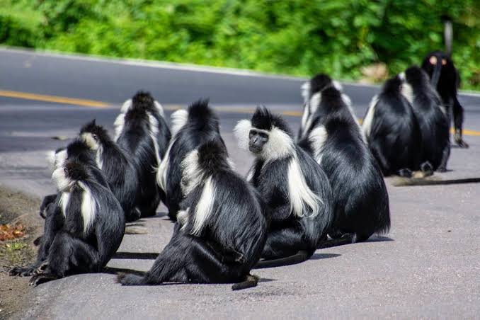 Self drive Nyungwe National Park Rwanda 4x4 rental | Self-Drive Guide, Chimp Trekking