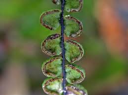 Image result for Lindsaeaceae