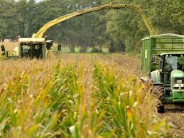 Wie man zuckermais auswählt.über die maisernte zu erhalten, mit deren hilfe sie entscheiden können, wann die richtige zeit. Mais Tut Den Boden Nicht Gut Wissen