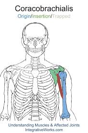 Pin On Upper Arm Orgin Insertion