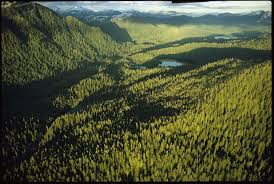 carbon sources and sinks national
